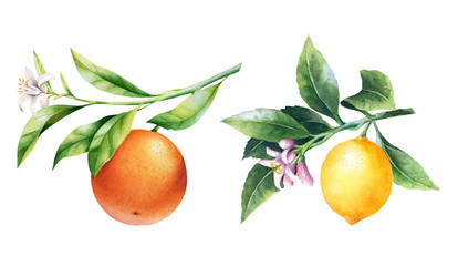 Lemons and oranges on a branch. Watercolor illustrartion of citrus tree with leaves and blossoms.