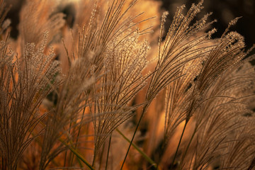 Plant miscanthus in the sunlight, close-up, background, blur.
