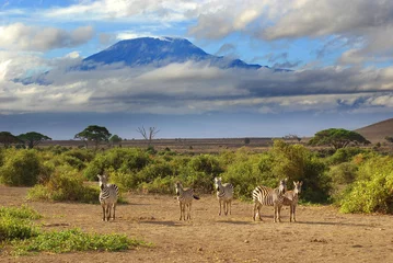 Rideaux velours Kilimandjaro  Mount Kilimanjaro on a beautiful morning, Tanzania, Africa from Kenya