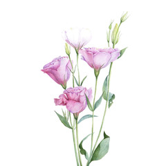 Watercolor pink garden lisianthus flower. Isolated hand drawn illustration. Elegant botanical drawing for decor, invitations, package design.
