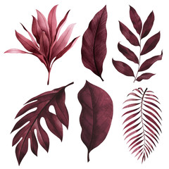 Set of tropical plants. Botanical watercolor red exotic leaves. Coconut palm, monstera, banana tree.