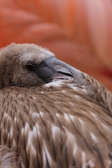 Flamingo chick