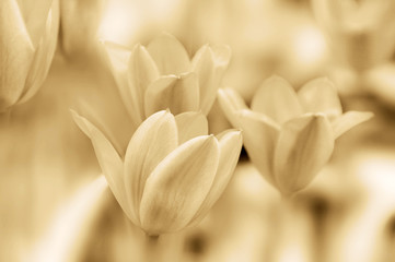 Tulips is a perennial, bulbous plant with showy flowers in the genus Tulipa, of which up to 109...