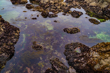 Fototapeta premium Beautiful Day Along the Northern California Coast