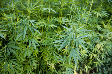 Hemp cannabis plant stock photo. industrial hemp field