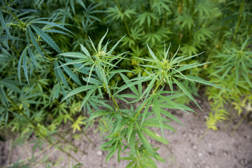 Hemp cannabis plant stock photo