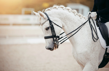 Portrait sports stallion in the double bridle.Dressage of horses in the arena.