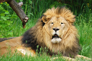 Male lion: Highly distinctive, the male lion is easily recognized by its mane, and its face is one of the most widely recognized animal symbols in human culture.  © Daniel Meunier