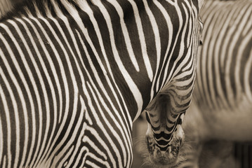 Burchell's zebra is a southern subspecies of the plains zebra. It is named after the British...