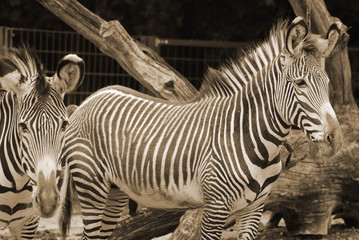 Burchell's zebra is a southern subspecies of the plains zebra. It is named after the British...