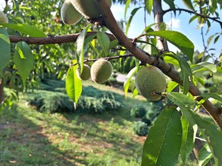 Green fresh peach tree in nature