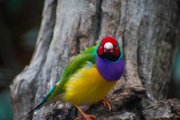 rainbow lorikeet in tree