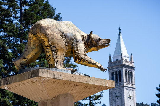 July 13, 2019 Berkeley / CA / USA - Golden Bear Statue on UC Berkeley campus, symbol of UC Berkeley and its athletic teams, the California Golden Bears; the Campanile (Sather Tower) in the background