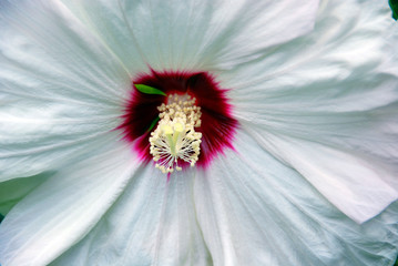 Hibiscus is a genus of flowering plants in the mallow family, Malvaceae. It is quite large,...