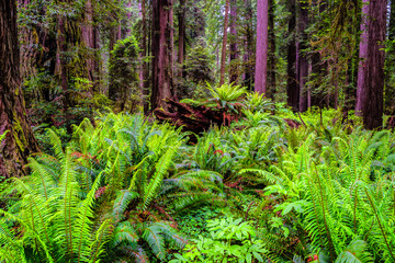 Obraz premium Beautiful Morning in Redwood National Park in California