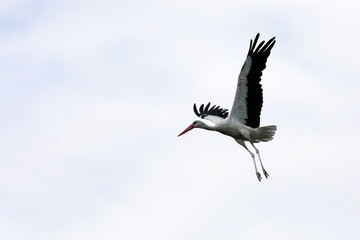 The stork on a high pole is rising into the air