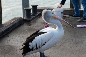 Pelican on the boardwalk