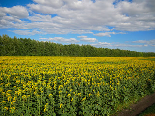 sunflower field on blue sky backgrounds