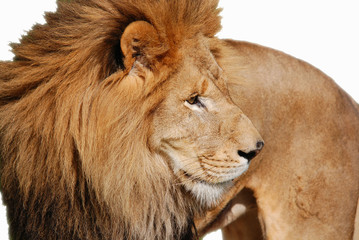 Male lion: Highly distinctive, the male lion is easily recognized by its mane, and its face is one of the most widely recognized animal symbols in human culture.  © Daniel Meunier
