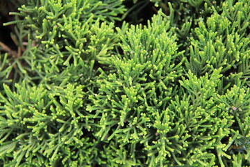 Obraz premium イブキの特徴的な葉