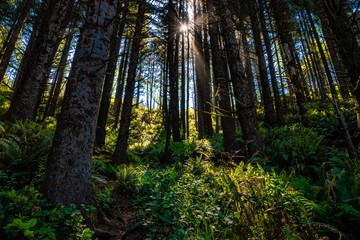 Beautiful Morning Along the Oregon Coast 