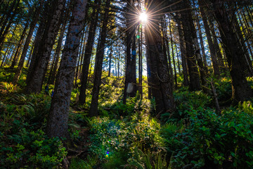 Beautiful Morning Along the Oregon Coast 