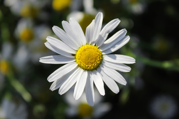 Chamomile flower on the dark background . Close-up. Macro.