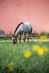 Caballo pastoreando