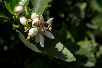  flor de  limonero en su árbol, flor abierta y en capullos, con la presencia de una abeja
