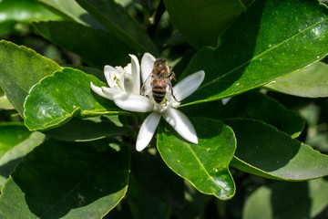  flor de  limonero en su árbol, flor abierta y en capullos, con la presencia de una abeja