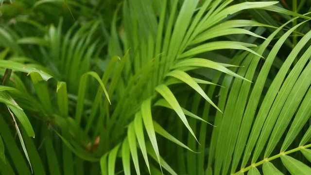 Bright juicy exotic tropical greenery in jungle. Selective focus natural organic background, unusual plant foliage. Calm relaxing wild paradise rainforest abstract fresh leaves texture, bokeh. Ecology