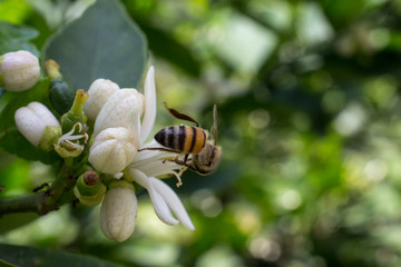  flor de  limonero en su árbol, flor abierta y en capullos, con la presencia de una abeja