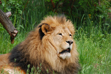 Male lion: Highly distinctive, the male lion is easily recognized by its mane, and its face is one of the most widely recognized animal symbols in human culture.  © Daniel Meunier