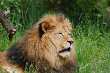 Male lion: Highly distinctive, the male lion is easily recognized by its mane, and its face is one of the most widely recognized animal symbols in human culture.  © Daniel Meunier