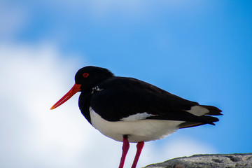 black crowned bird
