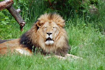 Male lion: Highly distinctive, the male lion is easily recognized by its mane, and its face is one of the most widely recognized animal symbols in human culture.  © Daniel Meunier