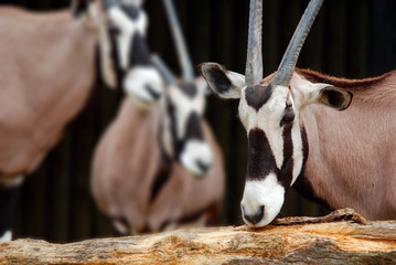The East African oryx (Oryx beisa), also known as the beisa is a species of antelope from East...