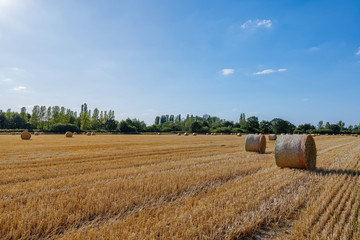 Round dry hay and straw bales from cut grain on harvesting wheat fields in Europe. Sunny view of...