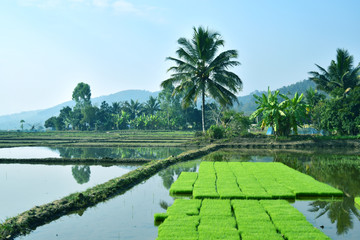 seeding rice place