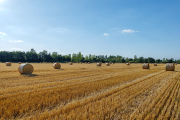 Fototapeta premium Round dry hay and straw bales from cut grain on harvesting wheat fields in Europe. Sunny view of countryside with golden wheat field after harvesting time in summer season against blue sky.
