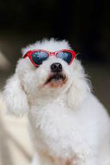 Dog looking up in sunglasses