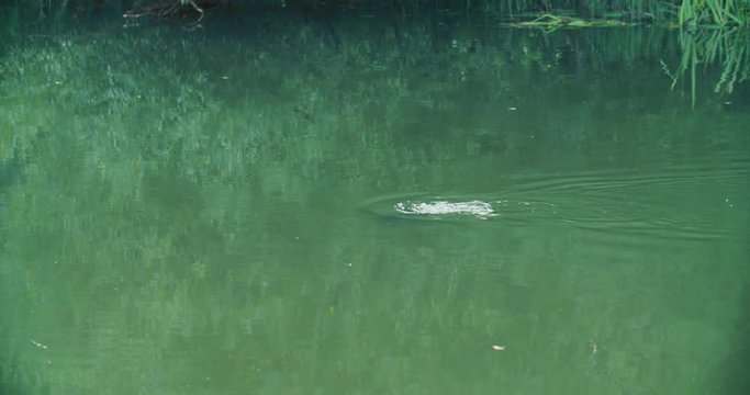 The beaver floats on water and then dives