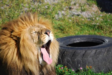 Male lion: Highly distinctive, the male lion is easily recognized by its mane, and its face is one of the most widely recognized animal symbols in human culture.  © Daniel Meunier