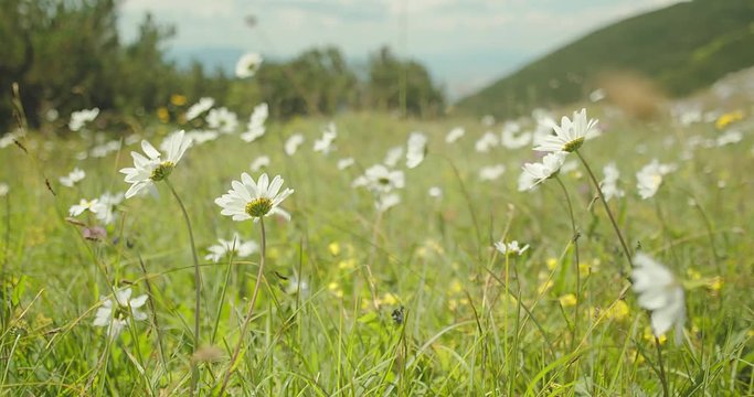 Green field, meadow, grass, chamomile, summer