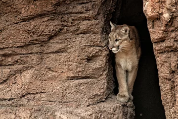 Foto op Canvas Mountain Lion coming out of a cave and walking on a ledge. © Don