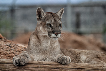 Naklejka premium Mountain Lion closeup of head and paws lying down with paws on a log and looking to the right.