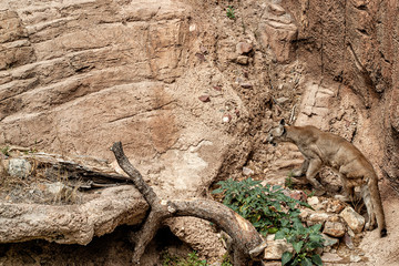 Mountain Lion walking to the left over rocky surface.