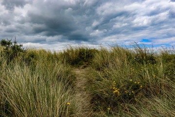 A sandy pathway through the Marram Grass Ammophila arenaria on a cloudy day on the beach at Bull Island, Dublin. This course grey-green prickly grass is the dominant vegetation on the sand dunes.
