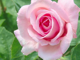 MACRO DE LOS PÉTALOS DE UNA ROSA PRECIOSA, pétalo, rosa, florecer, hermoso, flor, rojo, huerta, verde, beldad