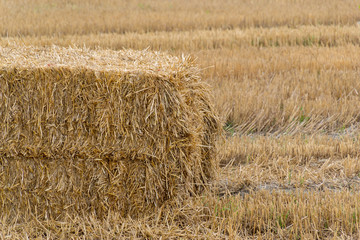 Pressed hay straw briquette left of harvest lying on a field